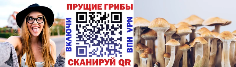 наркотики  Карачев  ОМГ ОМГ онион  Галлюциногенные грибы Psilocybe 